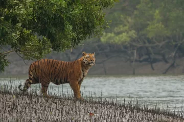 A Bengal tiger in the Sundarbans - An Explorer's Guide to the Sundarbans