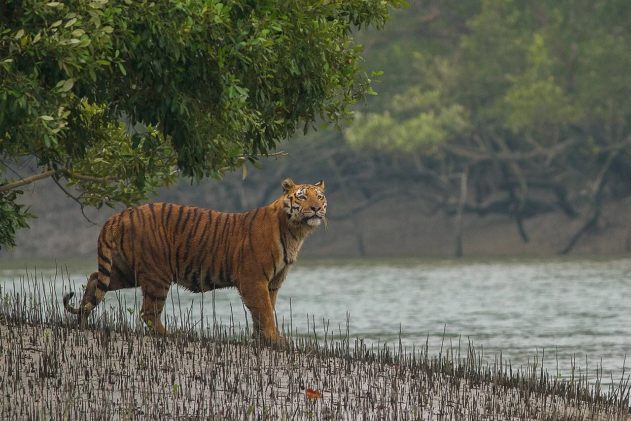 A Bengal tiger in the Sundarbans - An Explorer's Guide to the Sundarbans