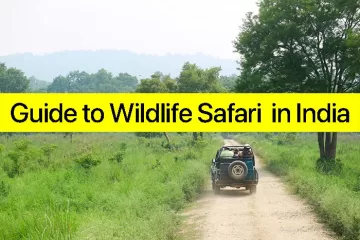 People enjoying Wildlife Safari ride. A Detailed Guide to Wildlife Safari in National Parks in India 3