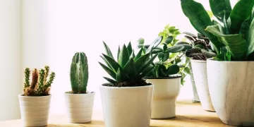 Best Indoor Plants for Air-Conditioned Rooms Top Picks & Care Tips