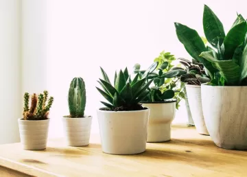 Best Indoor Plants for Air-Conditioned Rooms Top Picks & Care Tips