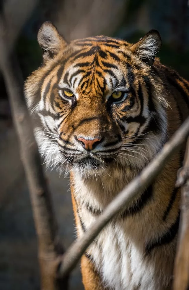 Best Jungle Safari In India