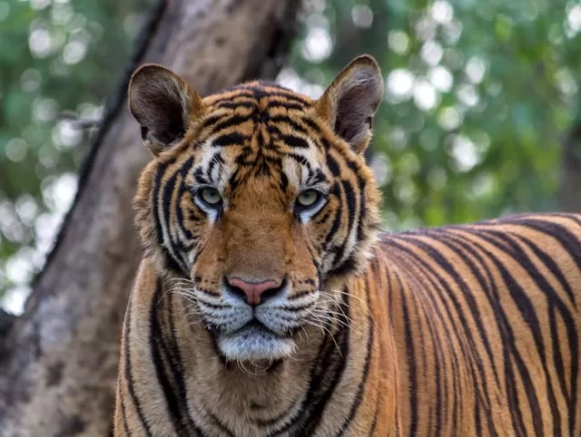 Best Jungle Safari In India