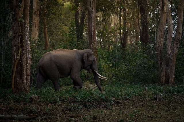 Best Jungle Safari In India