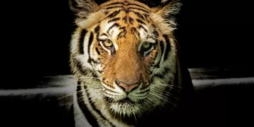 Best Jungle Safari In India