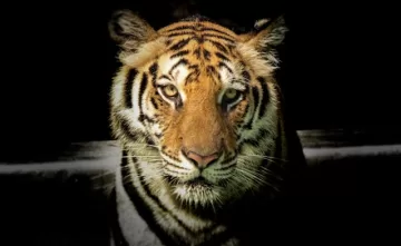 Best Jungle Safari In India