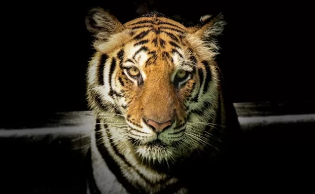 Best Jungle Safari In India