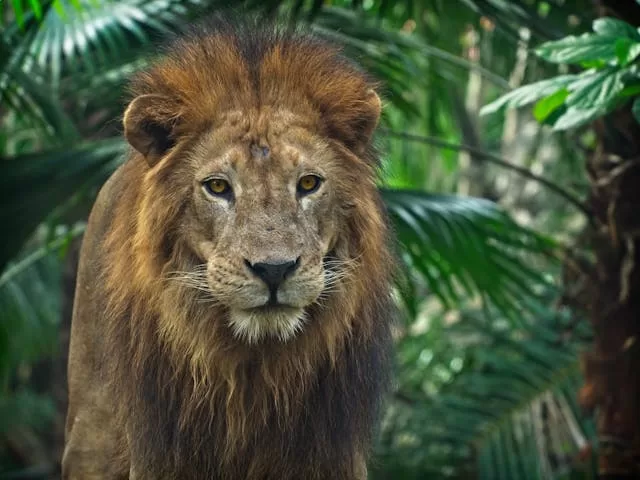 Best Jungle Safari In India